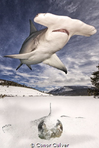 "Hide and Seek" The Great Hammerhead shark's favorite foo... by Conor Culver 